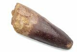 Fossil Spinosaurus Tooth - Feeding Worn Tooth #370510-1